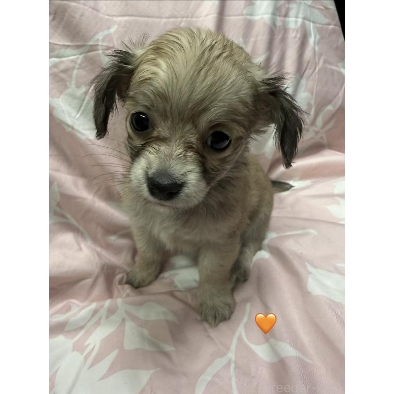 販売中の愛知県のチワックス:チワワ×ミニチュアダックスフンド-430807の6枚目