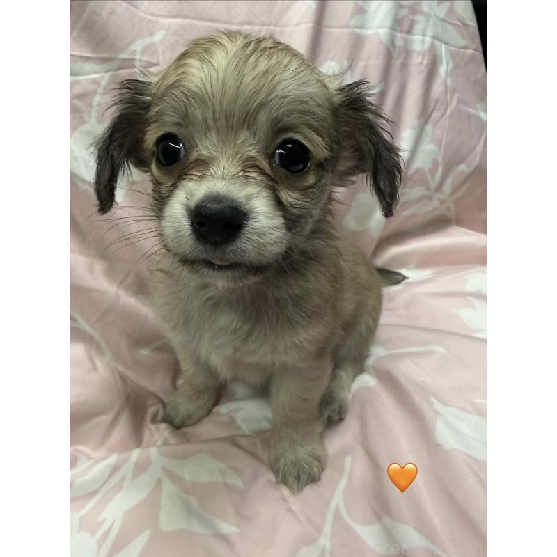 販売中の愛知県のチワックス:チワワ×ミニチュアダックスフンド-430807の5枚目