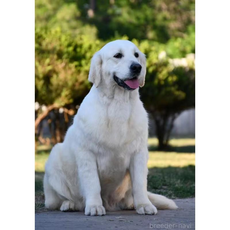 販売中の埼玉県のゴールデンレトリーバー-436019の3枚目