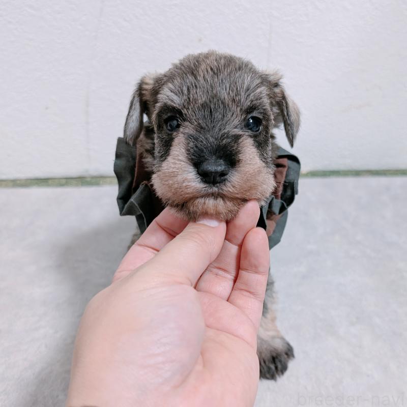 販売中の長崎県のミニチュアシュナウザー-436012の6枚目