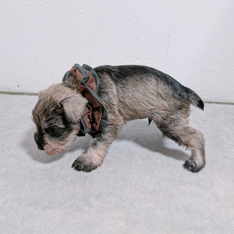 販売中の長崎県のミニチュアシュナウザー-436012の5枚目