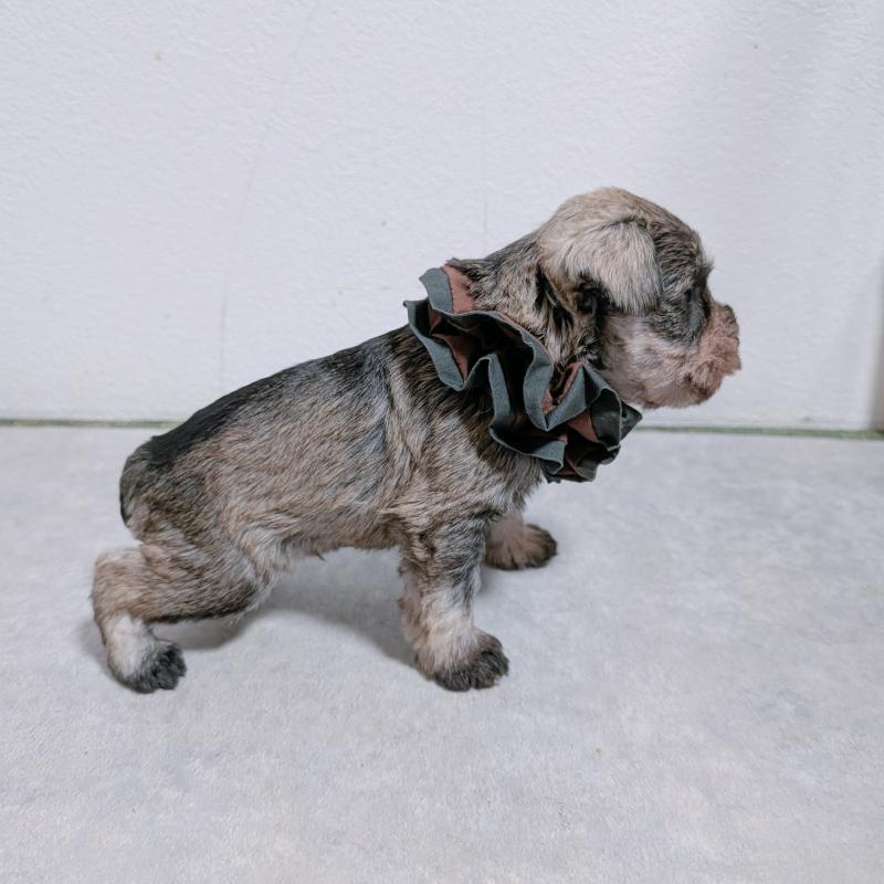 販売中の長崎県のミニチュアシュナウザー-436012の4枚目