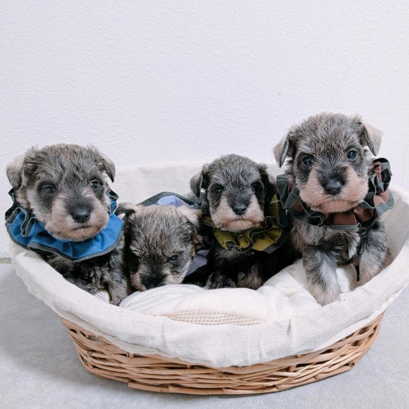 販売中の長崎県のミニチュアシュナウザー-436012の3枚目