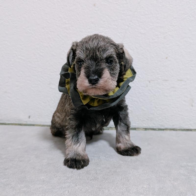 販売中の長崎県のミニチュアシュナウザー-436013の6枚目