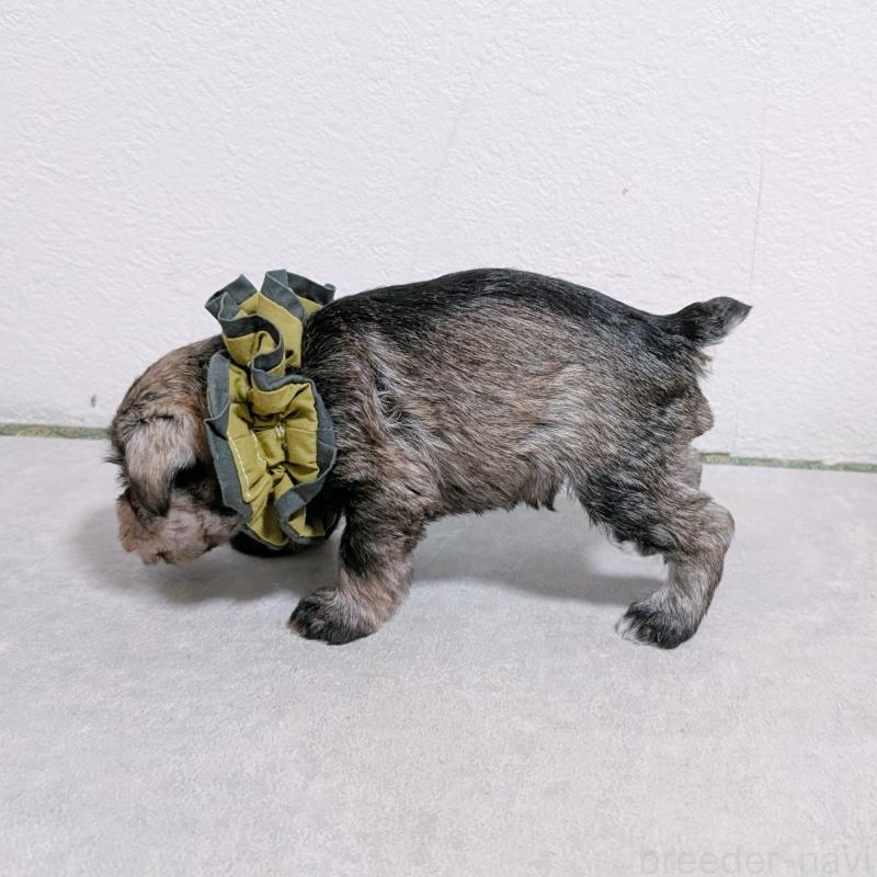 販売中の長崎県のミニチュアシュナウザー-436013の5枚目