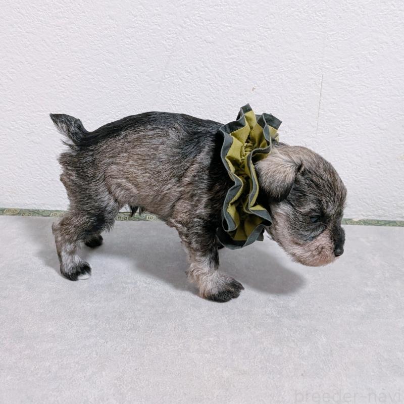 販売中の長崎県のミニチュアシュナウザー-436013の4枚目