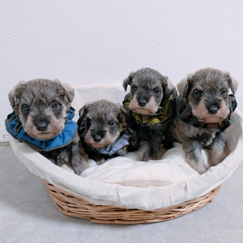 販売中の長崎県のミニチュアシュナウザー-436013の3枚目