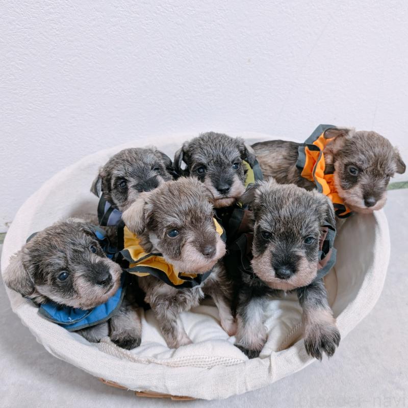 販売中の長崎県のミニチュアシュナウザー-436013の2枚目