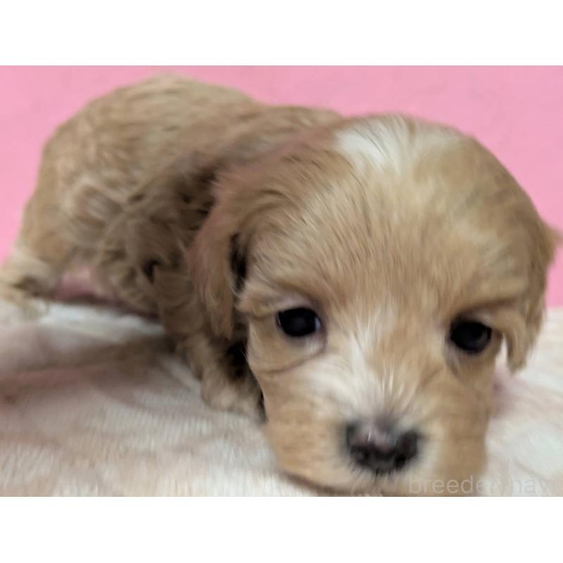 販売中の埼玉県のマルプー:マルチーズ×トイプードル-434721の16枚目