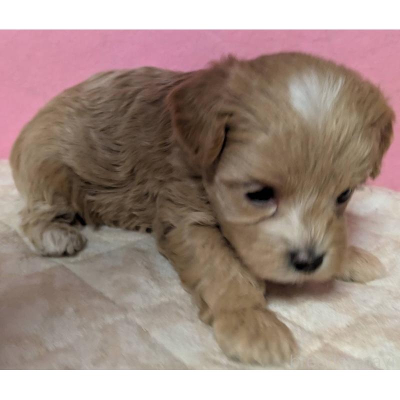 販売中の埼玉県のマルプー:マルチーズ×トイプードル-434721の15枚目