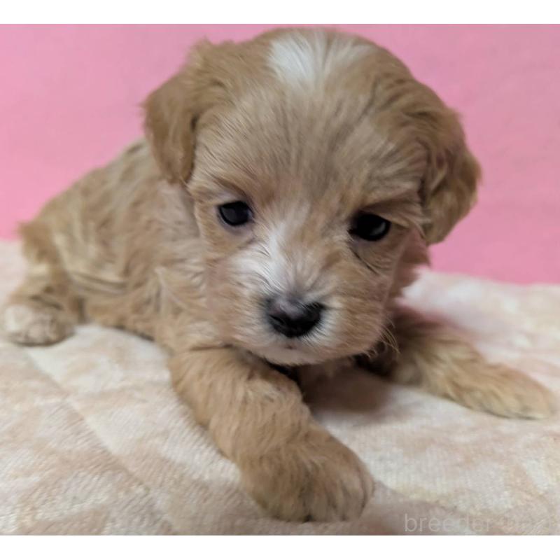 販売中の埼玉県のマルプー:マルチーズ×トイプードル-434721の14枚目