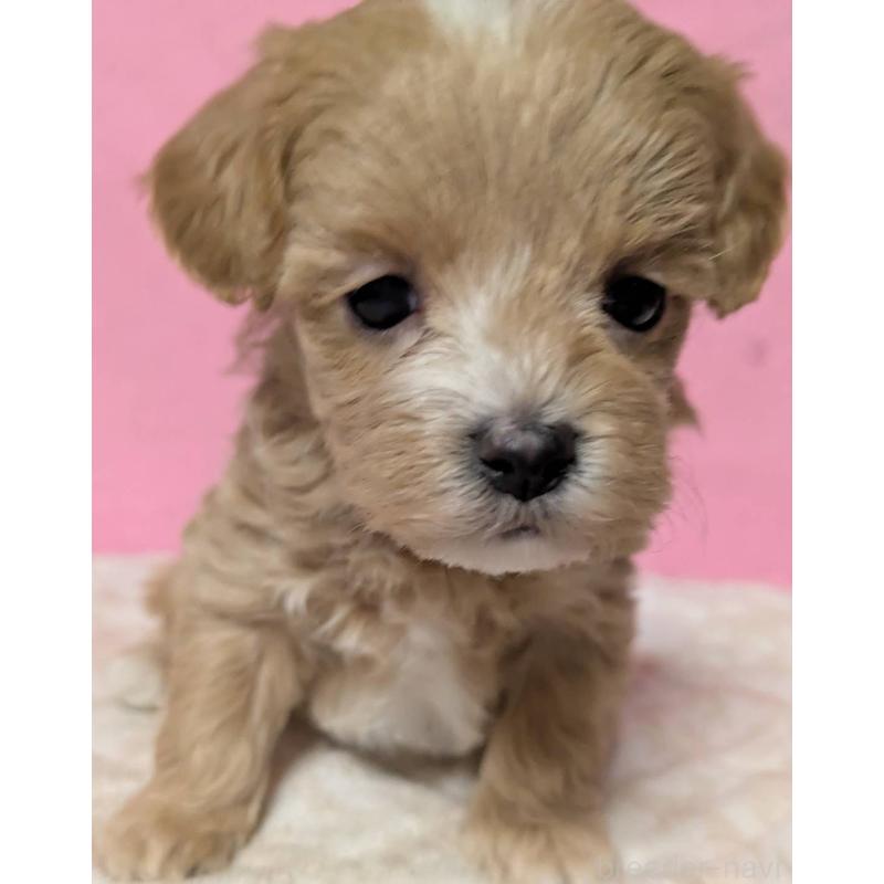 販売中の埼玉県のマルプー:マルチーズ×トイプードル-434721の13枚目