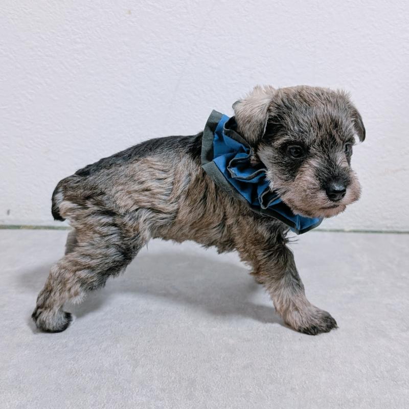 販売中の長崎県のミニチュアシュナウザー-436014の5枚目