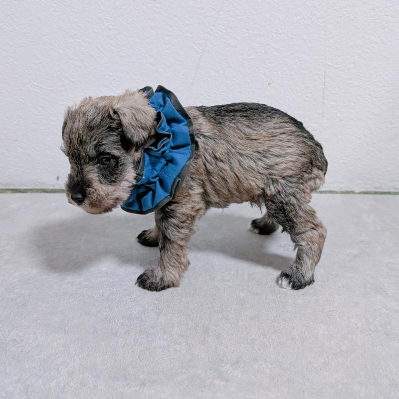 販売中の長崎県のミニチュアシュナウザー-436014の4枚目