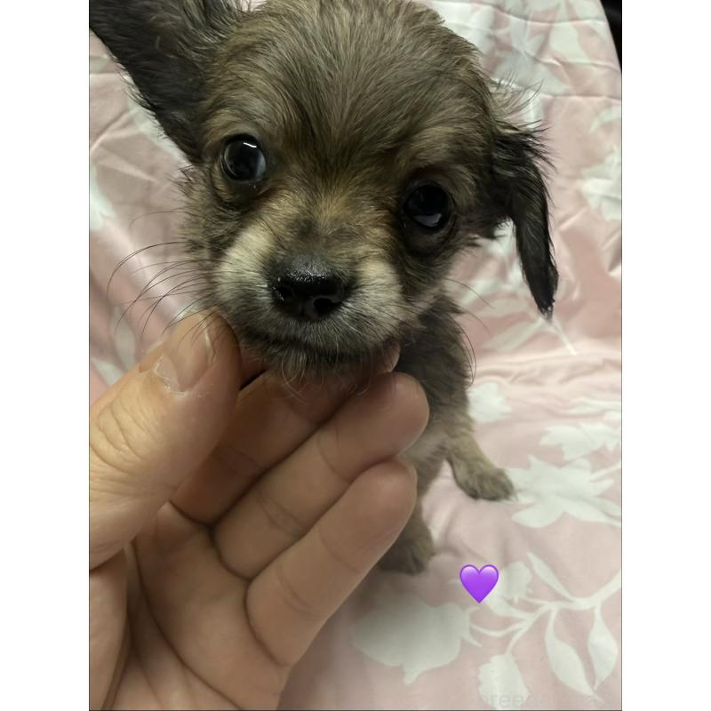 販売中の愛知県のチワックス:チワワ×ミニチュアダックスフンド-430983の8枚目