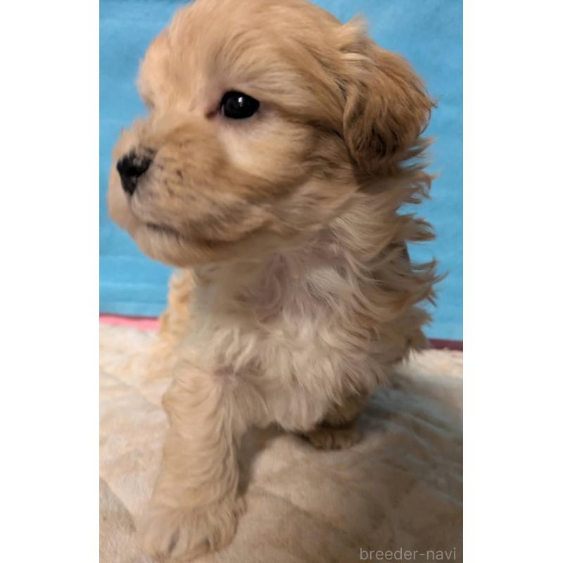 販売中の埼玉県のマルプー:マルチーズ×トイプードル-434716の15枚目