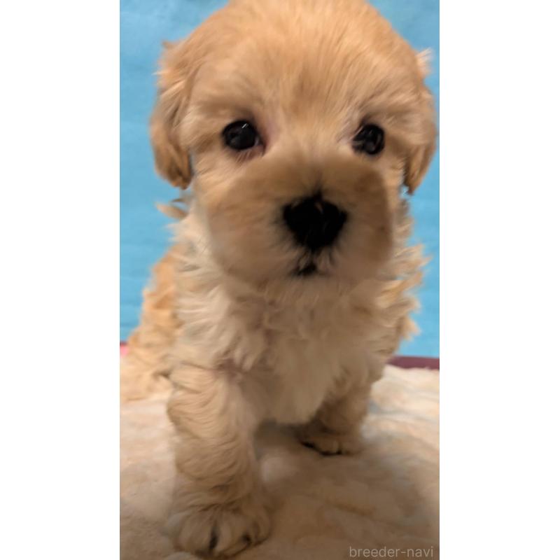 販売中の埼玉県のマルプー:マルチーズ×トイプードル-434716の14枚目