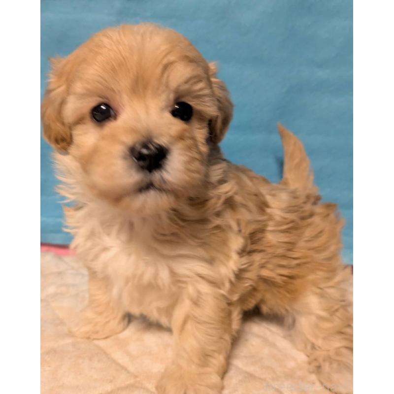 販売中の埼玉県のマルプー:マルチーズ×トイプードル-434716の13枚目