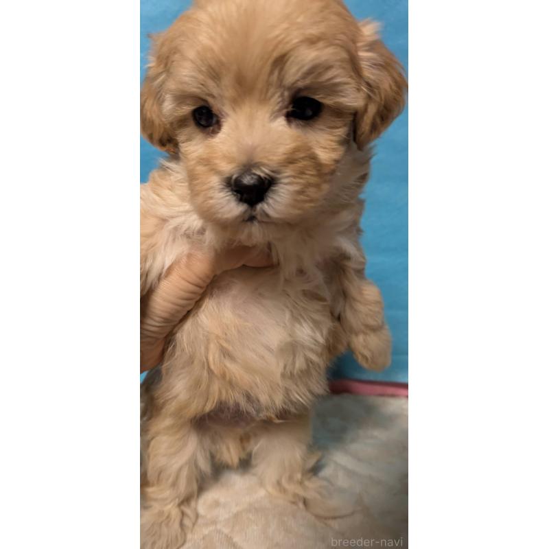 販売中の埼玉県のマルプー:マルチーズ×トイプードル-434716の12枚目