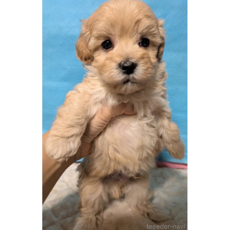 販売中の埼玉県のマルプー:マルチーズ×トイプードル-434716