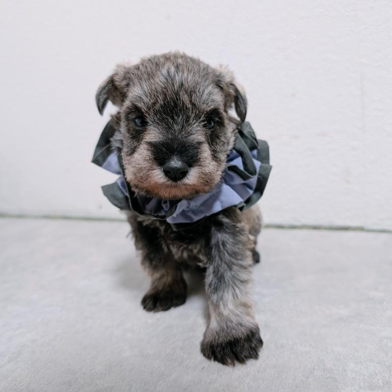 販売中の長崎県のミニチュアシュナウザー-436015の6枚目