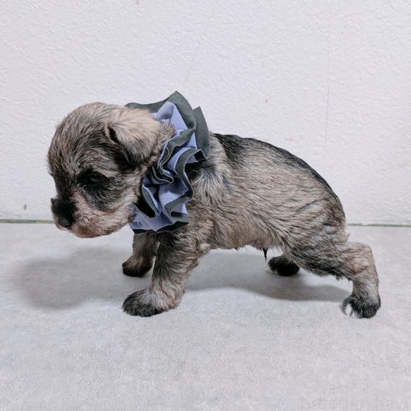 販売中の長崎県のミニチュアシュナウザー-436015の4枚目