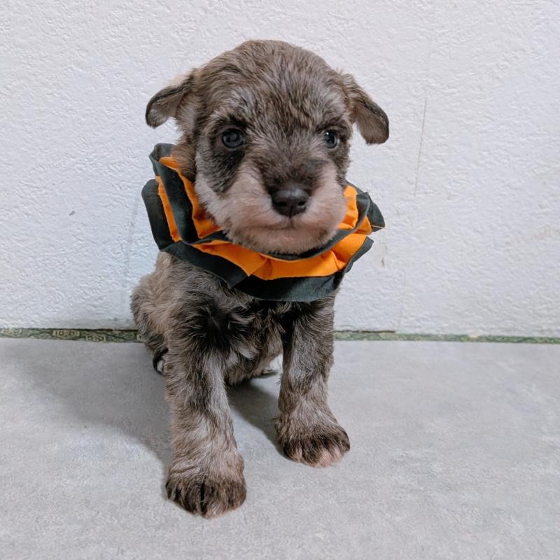 販売中の長崎県のミニチュアシュナウザー-436017の6枚目