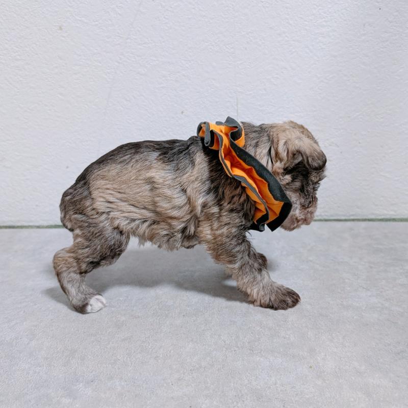 販売中の長崎県のミニチュアシュナウザー-436017の5枚目