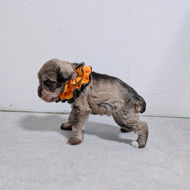 販売中の長崎県のミニチュアシュナウザー-436017の4枚目