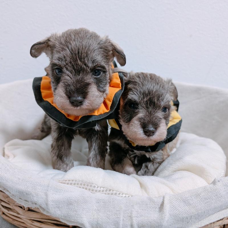 販売中の長崎県のミニチュアシュナウザー-436017の3枚目