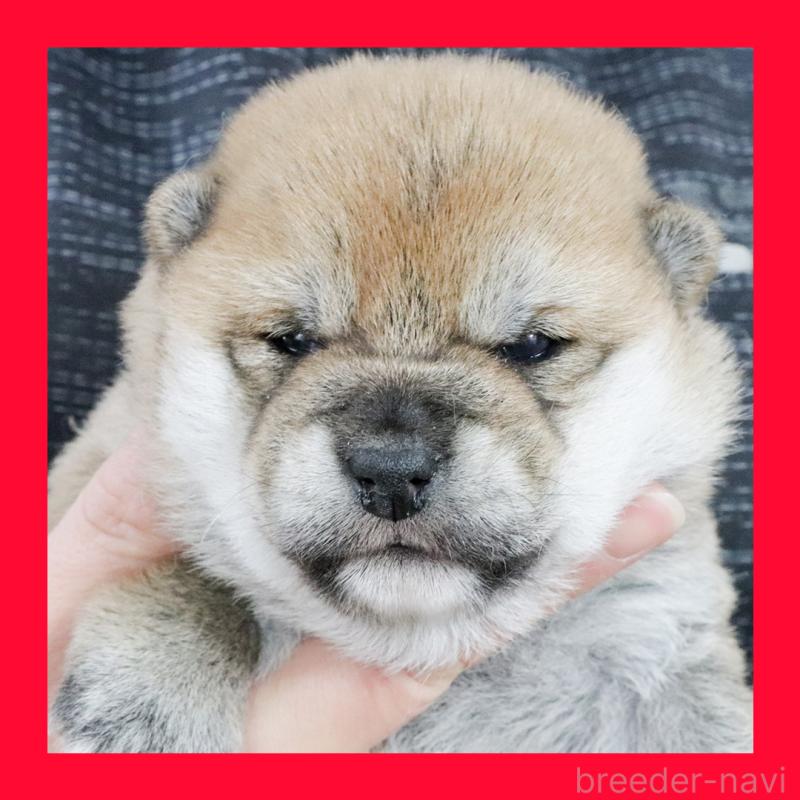 販売中の愛知県の柴犬-436016の1枚目