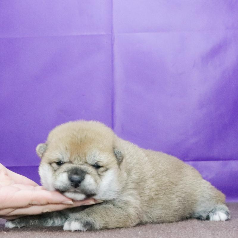 販売中の愛知県の柴犬-436016の3枚目