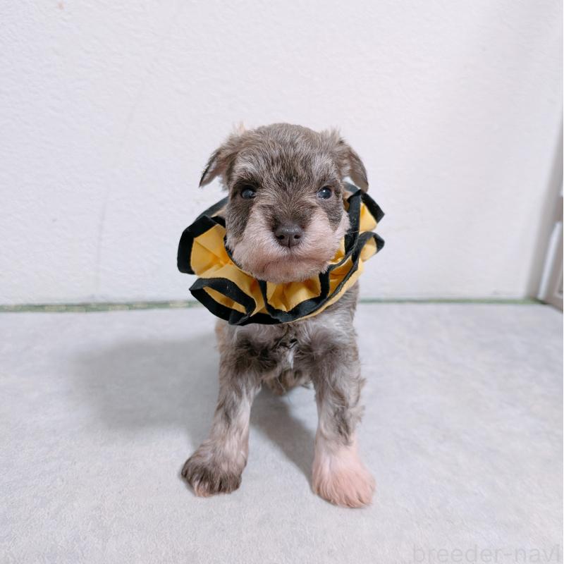 販売中の長崎県のミニチュアシュナウザー-436018の6枚目