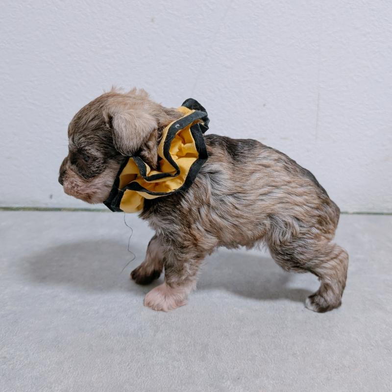 販売中の長崎県のミニチュアシュナウザー-436018の5枚目