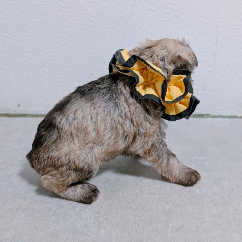 販売中の長崎県のミニチュアシュナウザー-436018の4枚目