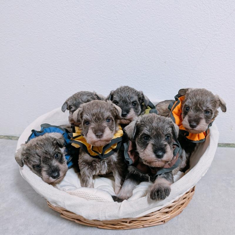 販売中の長崎県のミニチュアシュナウザー-436018の2枚目