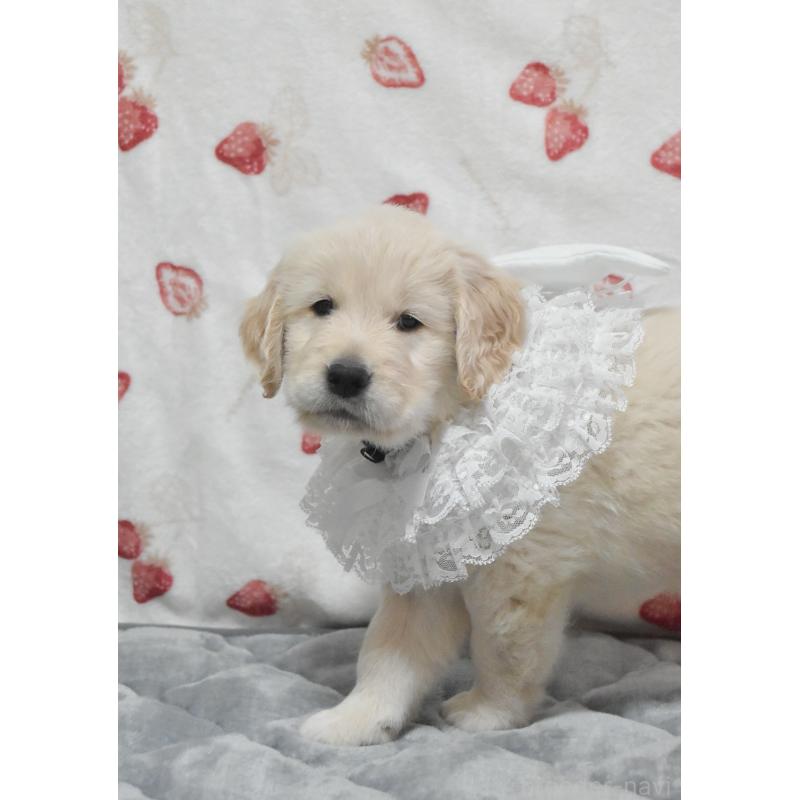 販売中の大阪府のゴールデンレトリーバー-433745の5枚目