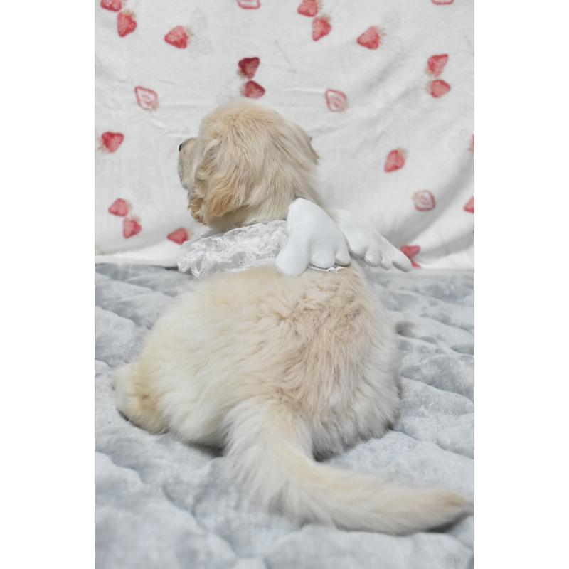 販売中の大阪府のゴールデンレトリーバー-433745の4枚目