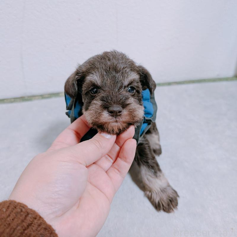 販売中の長崎県のミニチュアシュナウザー-436020の5枚目