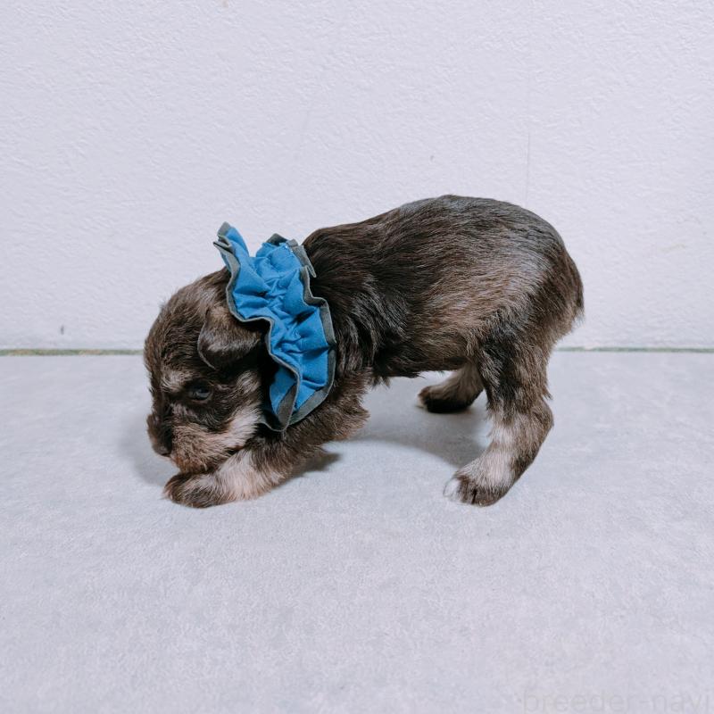 販売中の長崎県のミニチュアシュナウザー-436020の4枚目