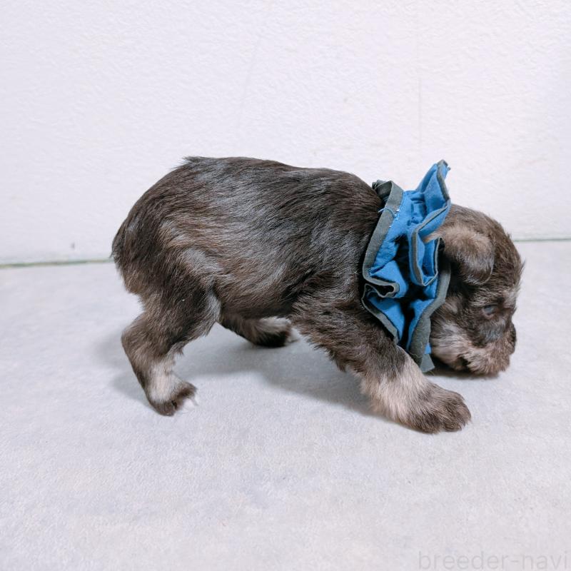 販売中の長崎県のミニチュアシュナウザー-436020の3枚目