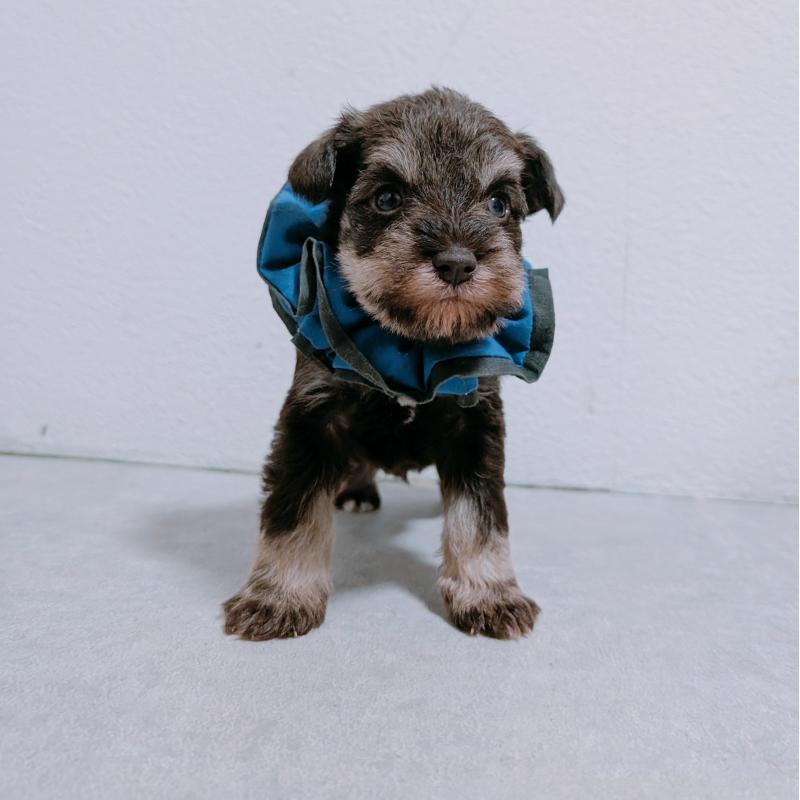 販売中の長崎県のミニチュアシュナウザー-436020の2枚目