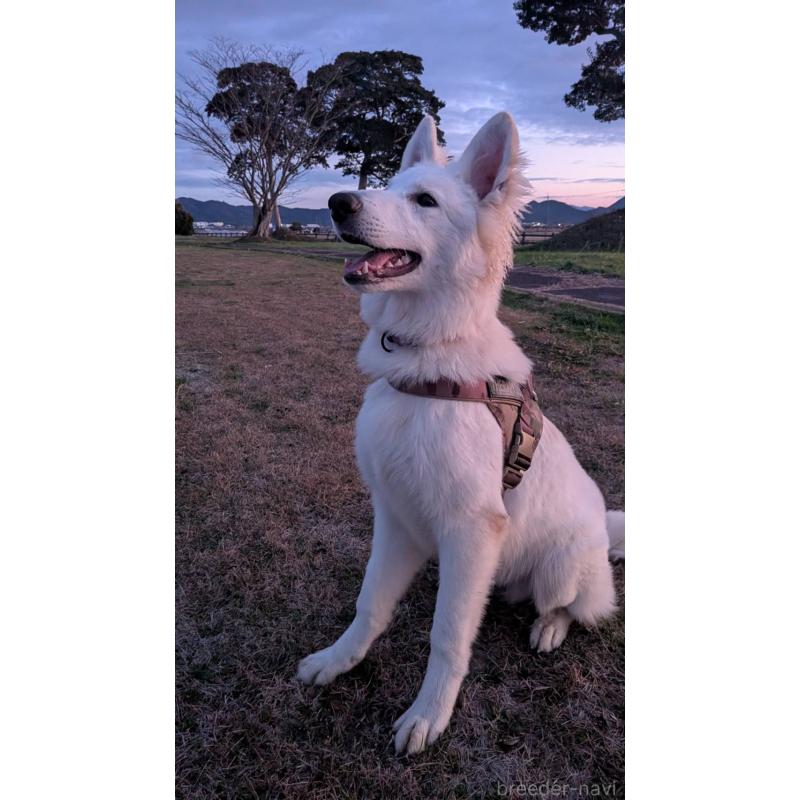 販売中の滋賀県のホワイトシェパード-407194