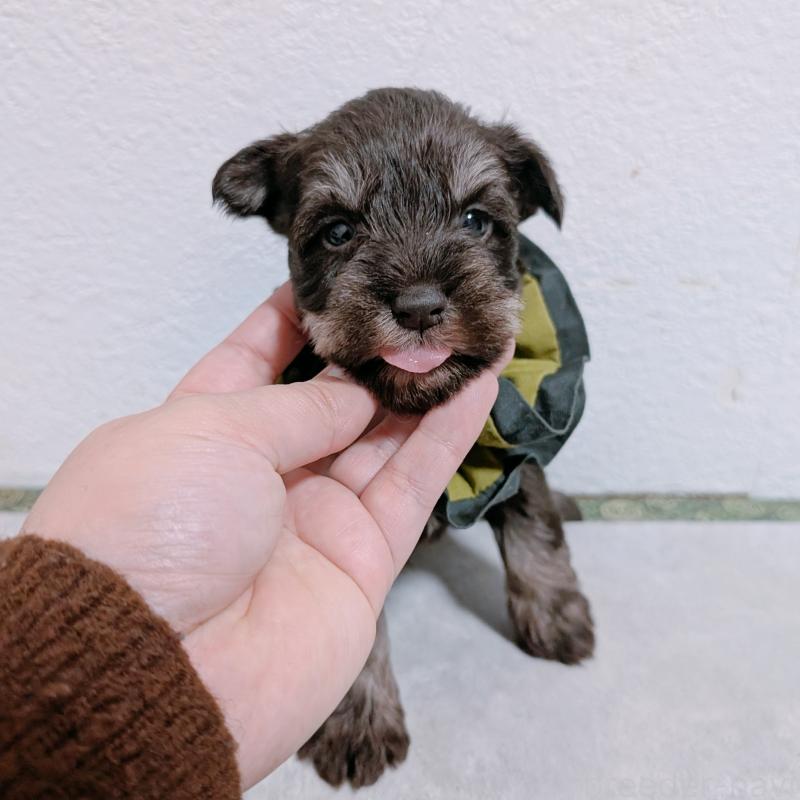 販売中の長崎県のミニチュアシュナウザー-436021の6枚目