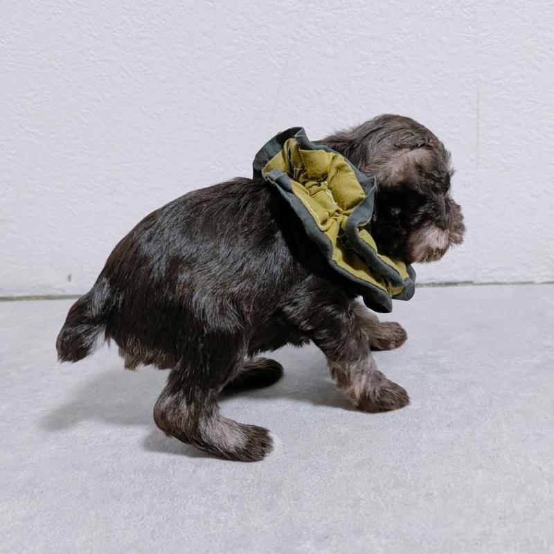 販売中の長崎県のミニチュアシュナウザー-436021の5枚目