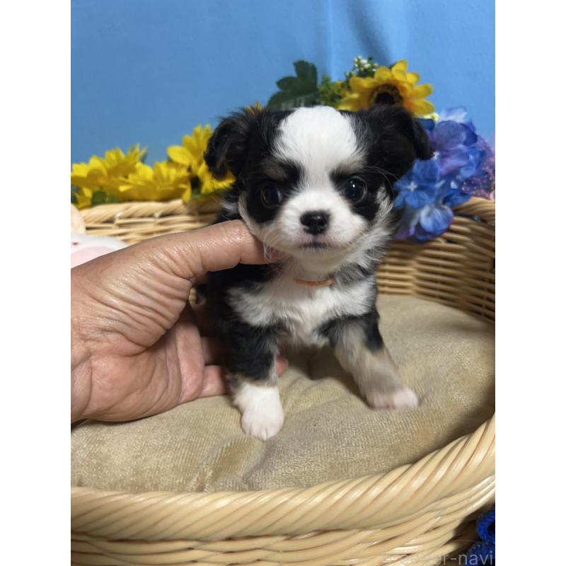 販売中の福岡県のチワワ(ロングコート)-436022の10枚目