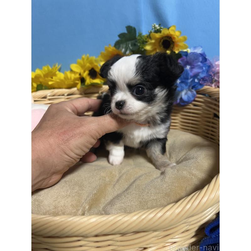 販売中の福岡県のチワワ(ロングコート)-436022の9枚目