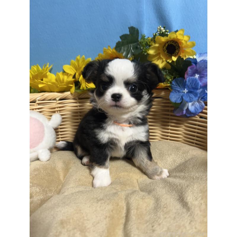 販売中の福岡県のチワワ(ロングコート)-436022の7枚目