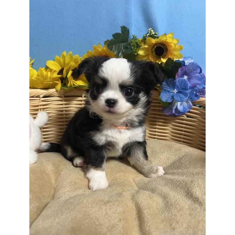 販売中の福岡県のチワワ(ロングコート)-436022の6枚目