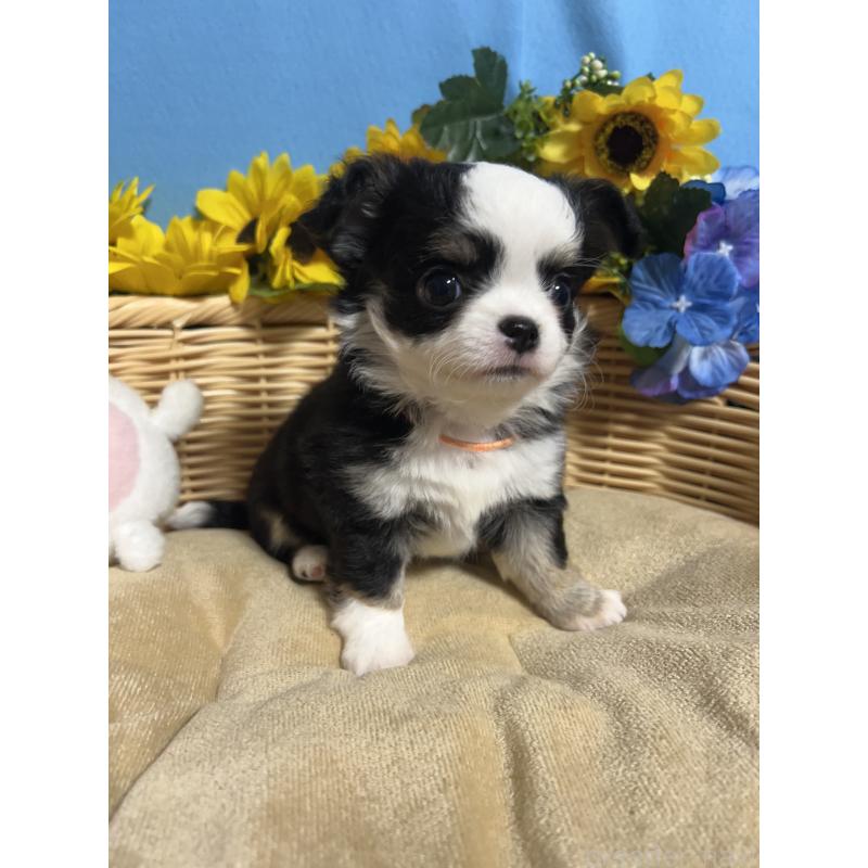 販売中の福岡県のチワワ(ロングコート)-436022の5枚目